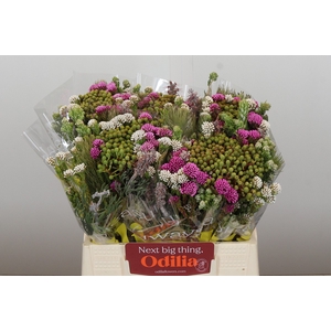 BQ Kaaps Groen Mountain Mix