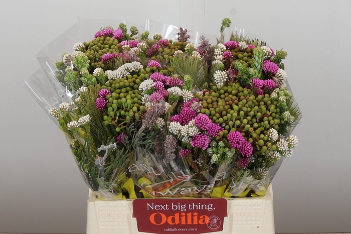 <h4>BQ Kaaps Groen Mountain Mix</h4>