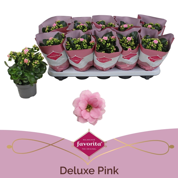 <h4>Kalanchoe Double Deluxe Pink Stadium 1</h4>