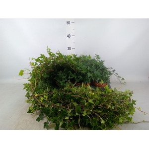 Hedera helix 'Shamrock'