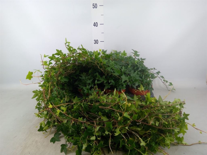 <h4>Hedera helix 'Shamrock'</h4>