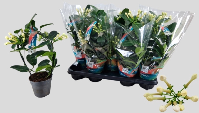 <h4>Steph. floribunda</h4>