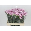 Dianthus St Mudah