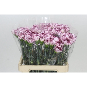 Dianthus St Mudah