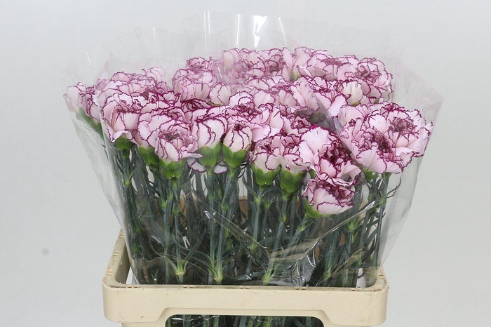 <h4>Dianthus St Mudah</h4>