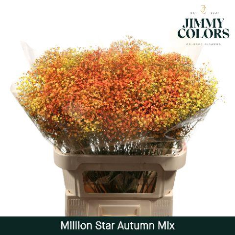 <h4>Gyps Million Star L80 Autumn mix</h4>