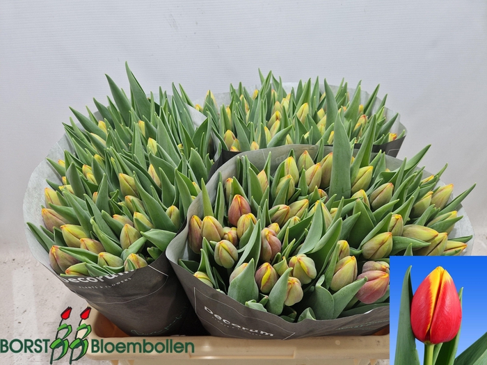 <h4>TU EN RAMBO</h4>