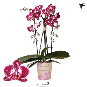 Phalaenopsis Elegant Cascade