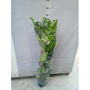 Epipremnum pinn. 'Albo Variegata'