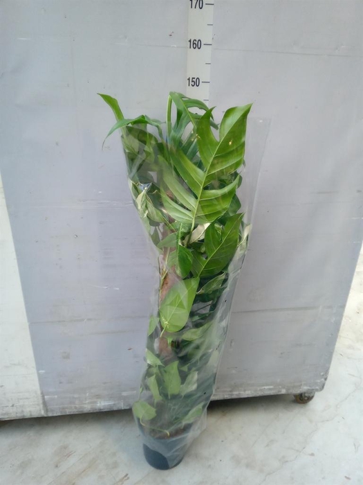 <h4>Epipremnum pinn. 'Albo Variegata'</h4>