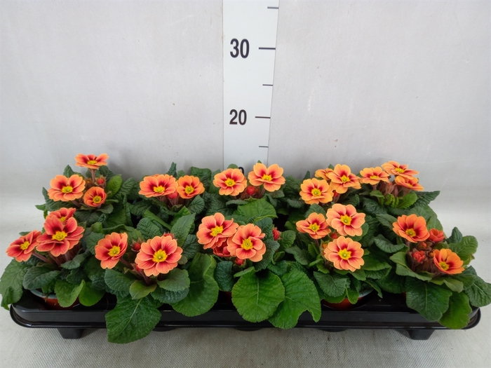 <h4>Primula ac.   ...</h4>