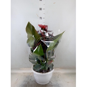 Anthurium andr. 'Tremendo'