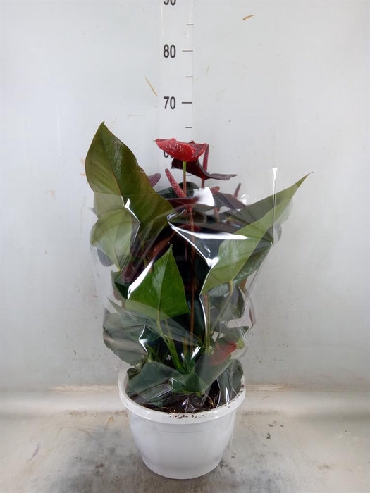 <h4>Anthurium andr. 'Tremendo'</h4>