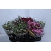 BEGONIA BELEAF P15 PO