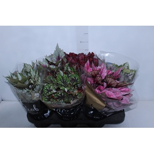 BEGONIA BELEAF P15 PO