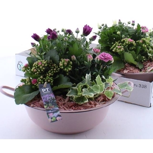 ARR TUINPLANTEN
