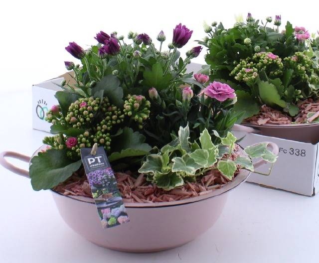 <h4>ARR TUINPLANTEN</h4>