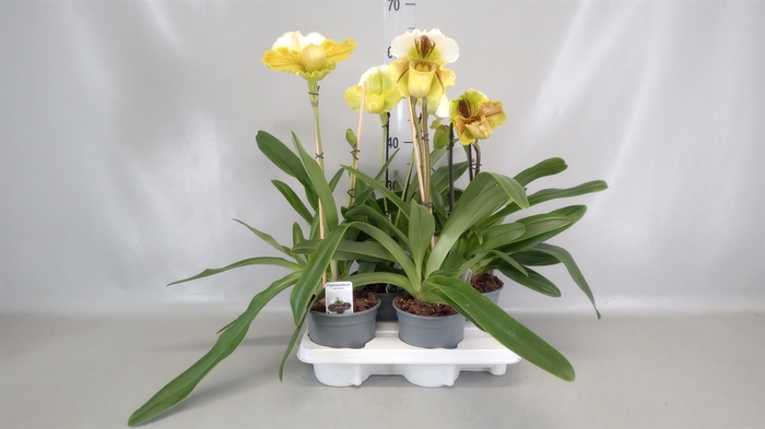 <h4>Paphiopedilum american hybride mix</h4>