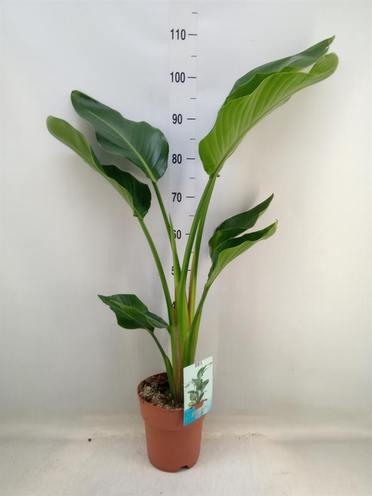 <h4>Strelitzia nicolai</h4>