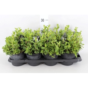 Mentha piperita