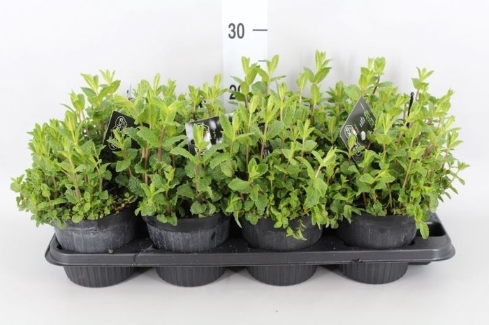 <h4>Mentha piperita</h4>