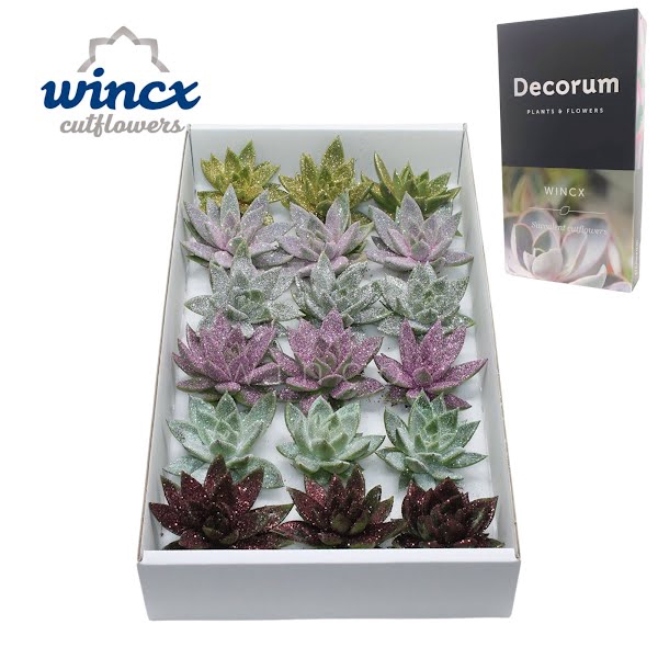 <h4>Echeveria Glitter Mix Lovely Christmas</h4>