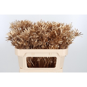 Eryn Orion Kl Bh Antiek Goud