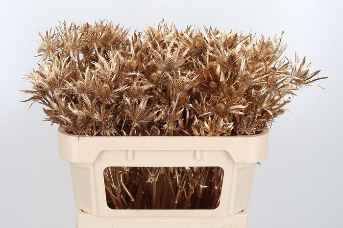 <h4>Eryn Orion Kl Bh Antiek Goud</h4>