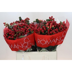 Hypericum True Romance XXL