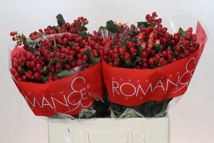 <h4>Hypericum True Romance XXL</h4>