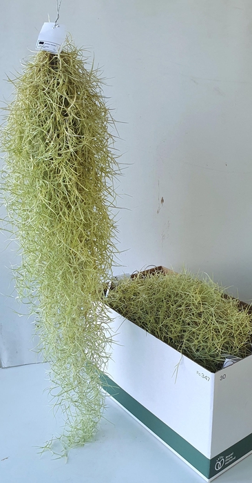 <h4>TILL USNEOIDES</h4>