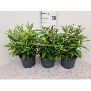 Buddleja Butterfly Candy Mix P19