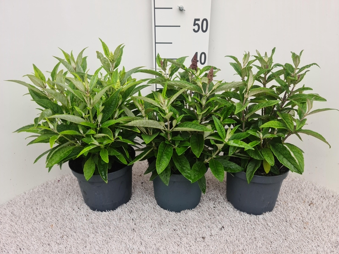 <h4>Buddleja Butterfly Candy Mix P19</h4>