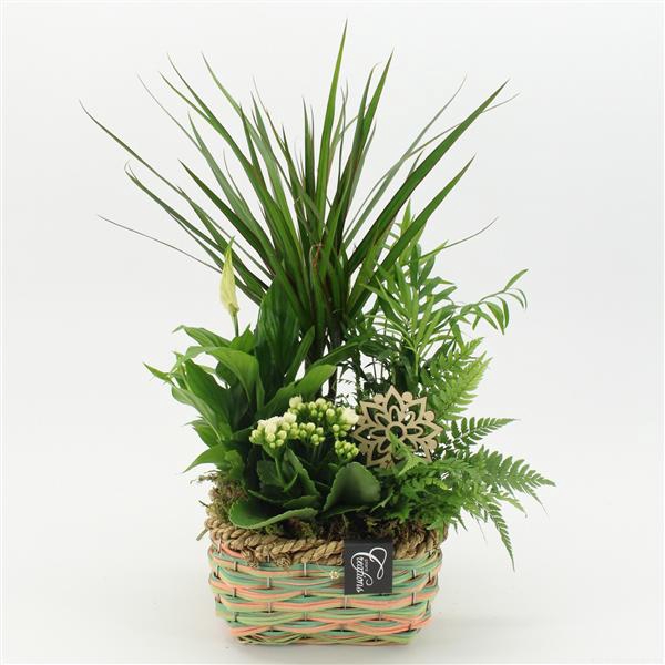 <h4>ESCR-2535W Essentials</h4>
