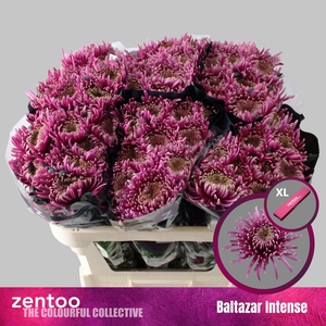 Chrysanten Chr G Baltazar Inten