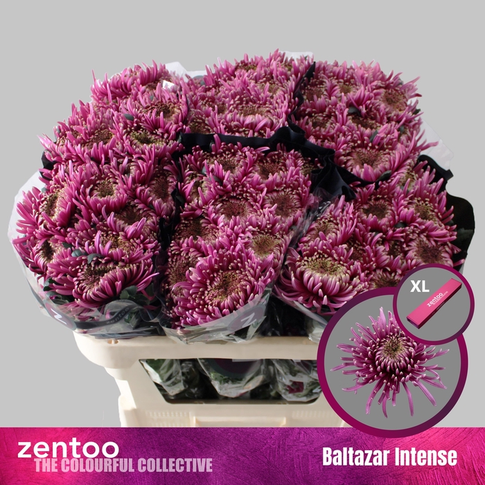 <h4>Chrysanten Chr G Baltazar Inten</h4>