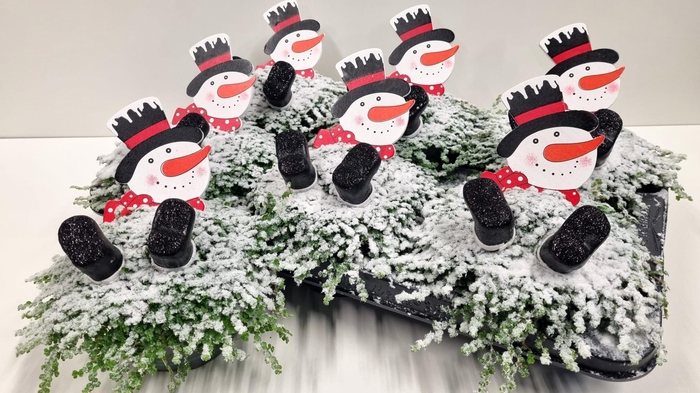 <h4>SOLEI SOL GROEN</h4>