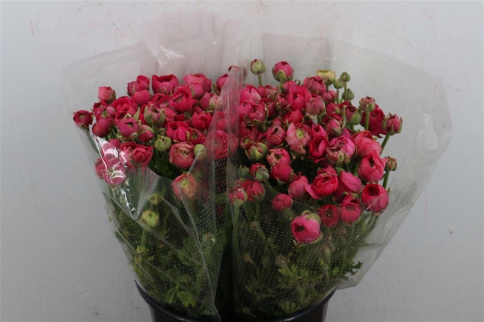 <h4>Ran Elegance Hot Pink</h4>