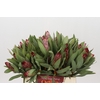 Protea Robijn