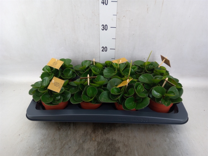 <h4>Peperomia obt. 'Obtipan'</h4>