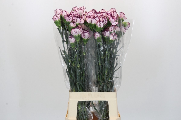 <h4>Dianthus St Damascus</h4>