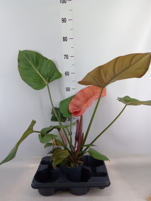 <h4>Philodendron   ...</h4>