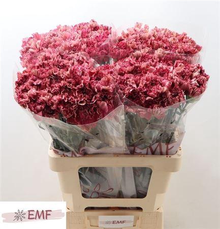 <h4>Di St Viper Wine</h4>