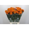 Tagetes Marigold Promise Orange