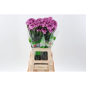 Dianthus ST 'Royal Damascus'