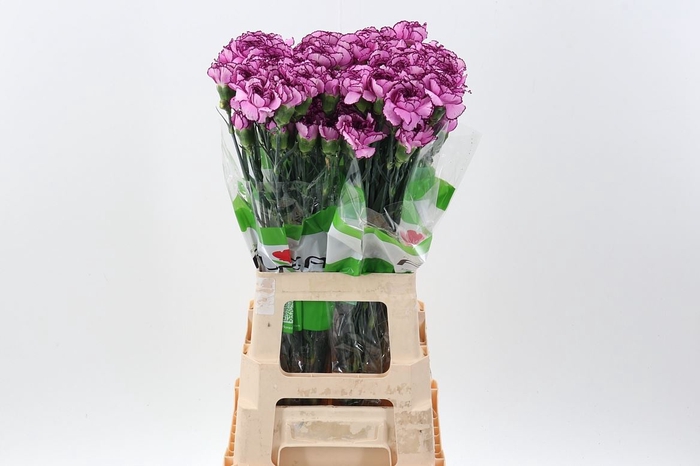 <h4>Dianthus ST 'Royal Damascus'</h4>