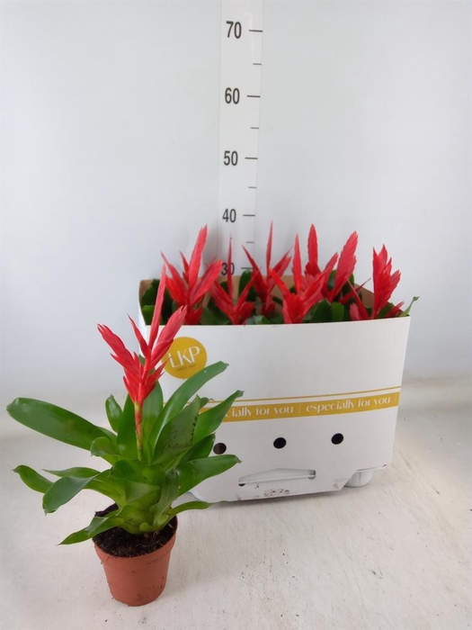 <h4>Vriesea  'Twinkle'</h4>