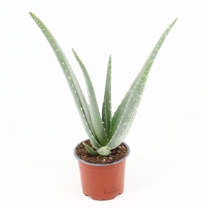 Aloe Vera P12 zonder kwekersetiket