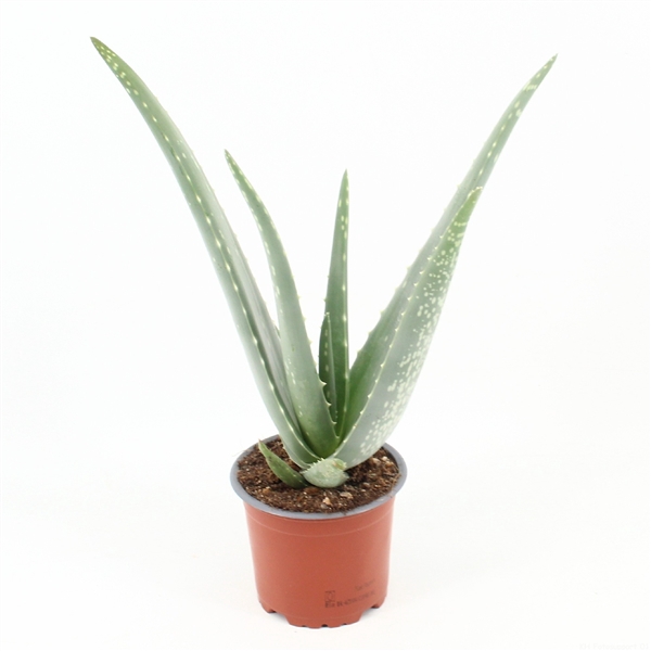 <h4>Aloe Vera P12 zonder kwekersetiket</h4>