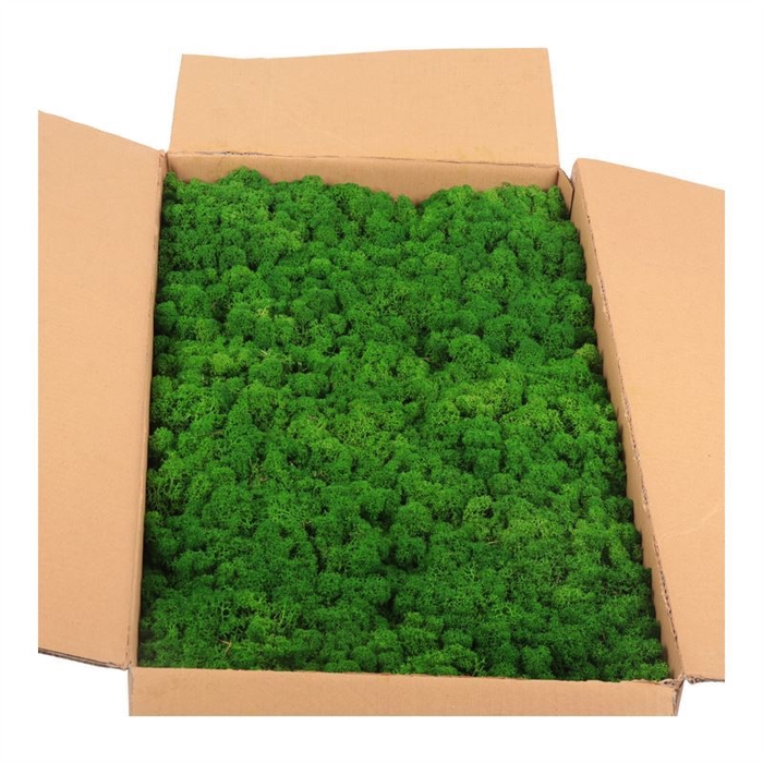 <h4>Ijslandmos (reindeer) Natural Green Bulk</h4>